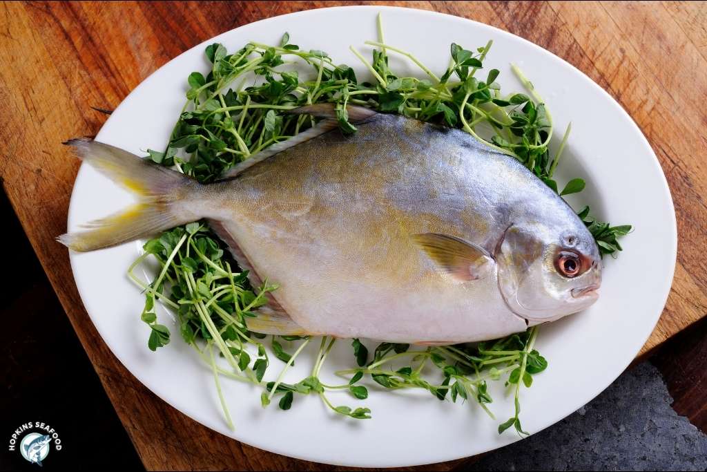 Premium Whole Pompano (40 lbs) – Mild, Tender & Versatile