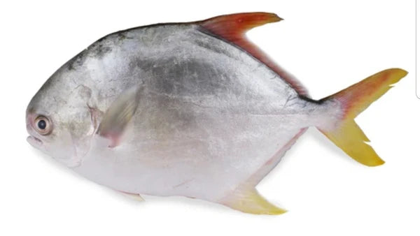 Premium Whole Pompano (40 lbs) – Mild, Tender & Versatile