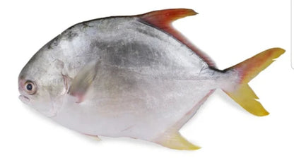 Premium Whole Pompano (40 lbs) – Mild, Tender & Versatile