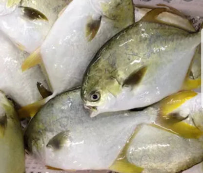 Premium Whole Pompano (40 lbs) – Mild, Tender & Versatile